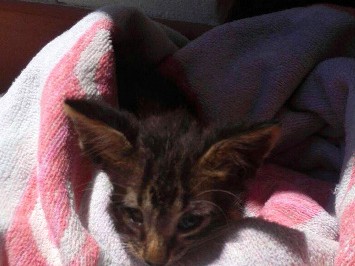 溺れた子猫に人工呼吸　沿岸警備隊が救出　イタリアの港