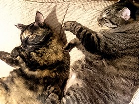 愛猫のカワイイ瞬間が写真に撮れない…　でも心には残ります！