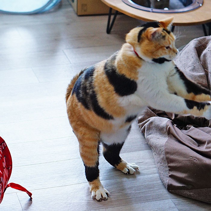 二本足で立つ猫さん、魅惑のボディでエアロビクス？ 「躍動感、半端