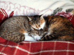 17年一緒に暮らす猫「くま」　食欲がない日が続き、何も口にしなくなった