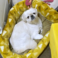 つぶらな瞳がキュートなとろろくん（画像提供：ペキニーズのとろろさん）