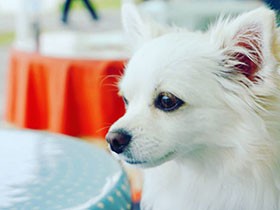 ２０１９フォトジェニックで賞　チワワ「coco」