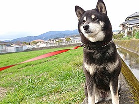 11歳になったよ　ほっぺに白いぽっちの柴犬「ちゃつみ」