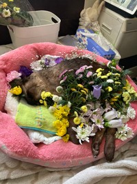 有難うラブちゃん、また会う日まで＝turyさん（@tury21702354）提供