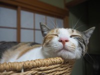 もっちりほっぺ