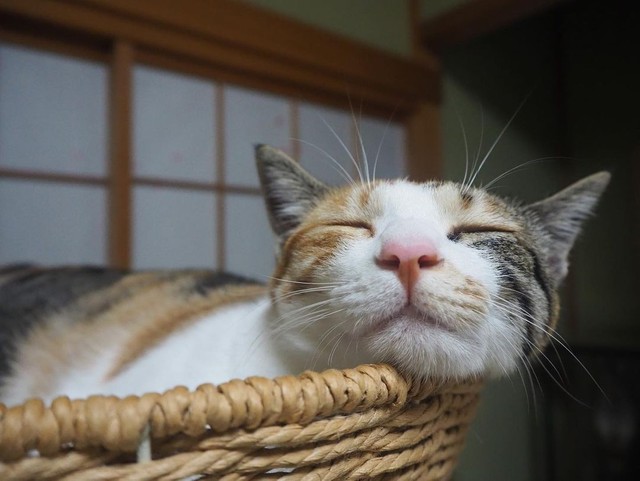 もっちりほっぺ