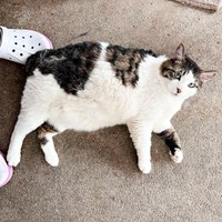 羊毛フェルト作品のモデルになった愛猫「がす」くん（画像提供：モリタさん）