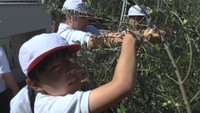 オリーブの収穫を体験する児童　池田小学校　香川県小豆島町池田　9日