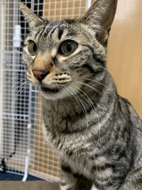 猫語で何かを訴えかけている最中