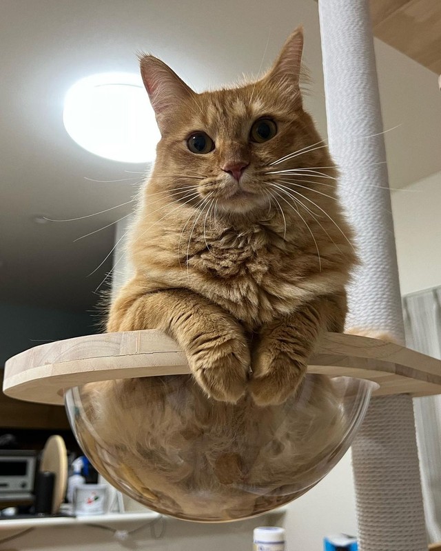 小さかったモツちゃんが今では立派に成長＝motsuceratopsさん提供