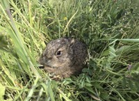 「春の注意喚起！野うさぎの赤ちゃんを拾わないでください」という投稿がXで話題に（うさこ母さん提供、photoACよりフリー画像）