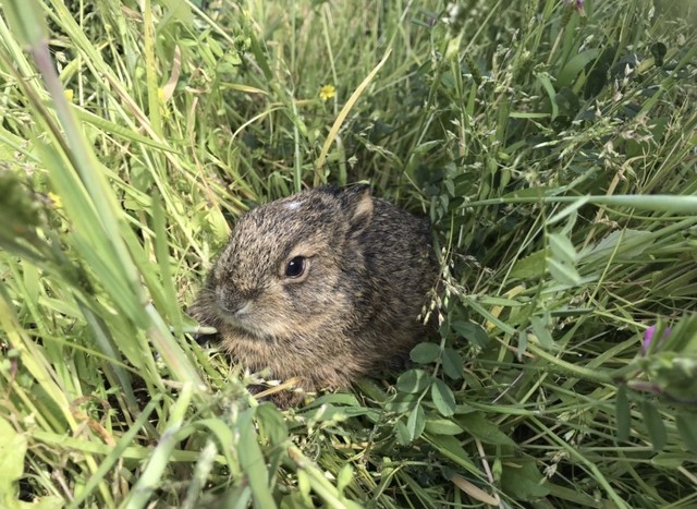 「春の注意喚起！野うさぎの赤ちゃんを拾わないでください」という投稿がXで話題に（うさこ母さん提供、photoACよりフリー画像）