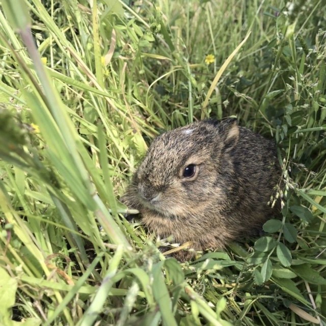 「春の注意喚起！野うさぎの赤ちゃんを拾わないでください」という投稿がXで話題に（うさこ母さん提供、photoACよりフリー画像）