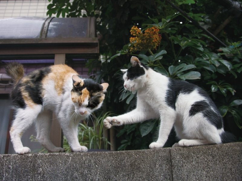 ぱしん、えっ俺なんかした？（沖昌之　撮影　/ 大和書房　提供）
