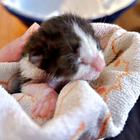 保護時、目も開いていなかったこはるちゃん（画像提供：T&A&Fさん）