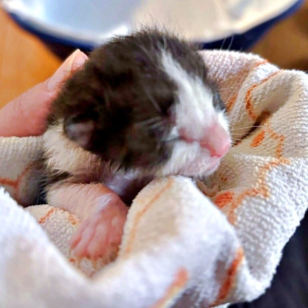 保護時、目も開いていなかったこはるちゃん（画像提供：T&A&Fさん）