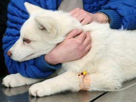 命を救えたはず…ペット「医療過誤」で損害賠償を認める判決