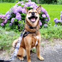 紫陽花を背景にニコニコ笑顔の小次郎くん（画像提供：みかみと小次郎【公式】さん）