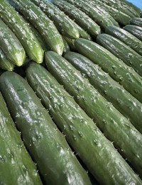 石垣さんが生産するきゅうり。地域でトップクラスの品質を維持。省人化、効率化を進めて契約先とだけ取引している（石垣さん提供）