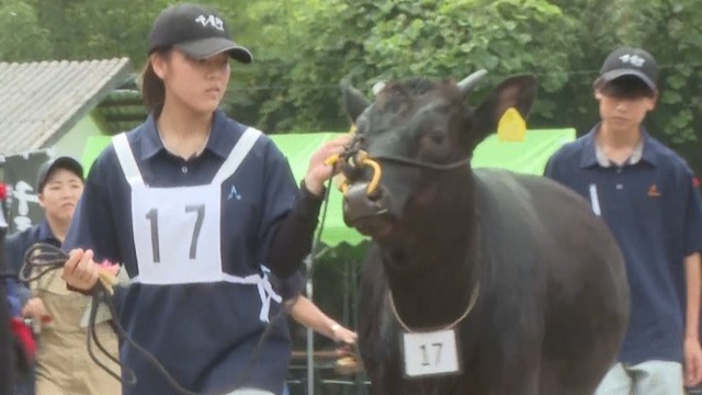 千屋牛の共進会　新見市