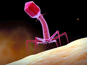 ウイルス使って病気を治す　ロシアに残る冷戦の置き土産、いま世界で注目