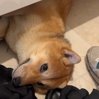 靴箱の下で寝るのがお気に入りの柴犬つくねちゃん（飼い主さん提供、Instagramよりキャプチャ撮影）