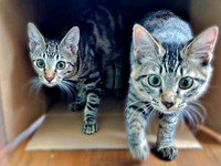 仲良く幸せな日々を送る（左から）ひらりくん、ふわりちゃん（画像提供：とららさん）