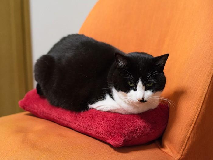 「よいしょっと」（小林写函撮影）