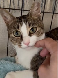 実は甘えん坊さんにゃんねー(築港猫倶楽部さん提供、Xよりキャプチャ撮影)