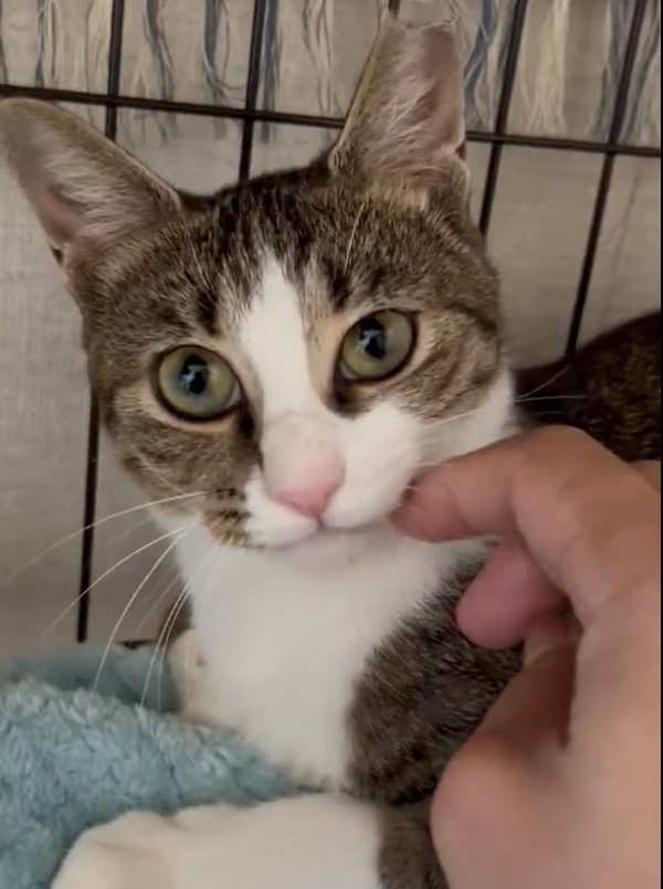 実は甘えん坊さんにゃんねー(築港猫倶楽部さん提供、Xよりキャプチャ撮影)