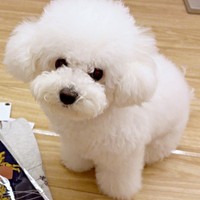 真っ白もふもふ、つぶらな瞳がキュートなアポちゃん（画像提供：あぽちぃさん）