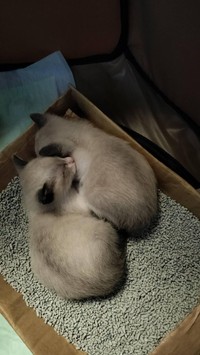 自宅で落ち着いた様子の子猫たち／投稿者さん提供