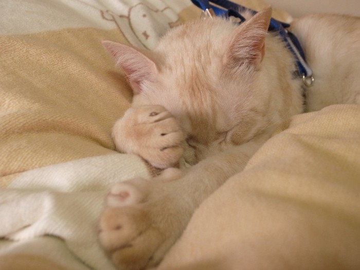 お母さんと一緒で幸せだな