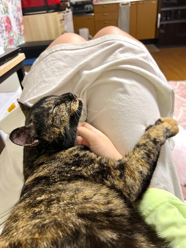 とっても甘えん坊なくるみちゃん（飼い主さん提供）