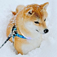 雪の中の散歩を楽しむムギちゃん。楽しそうな姿が話題に（画像提供：柴犬ムギさん）