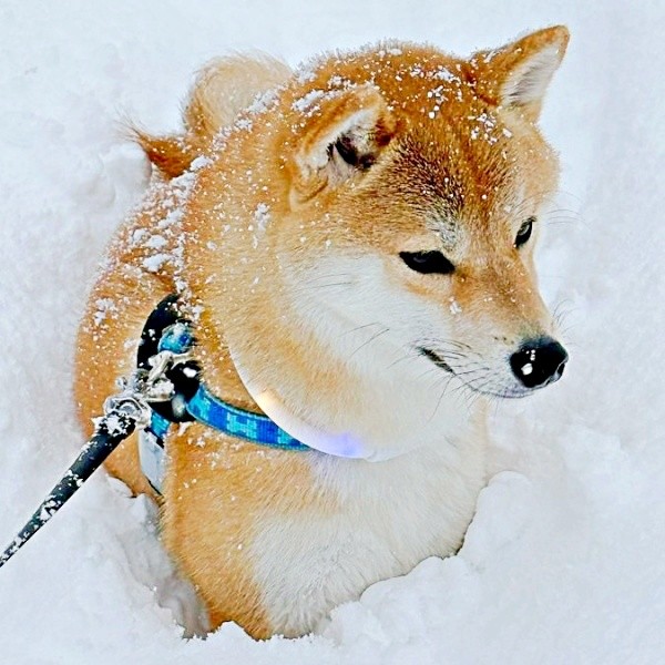 雪の中の散歩を楽しむムギちゃん。楽しそうな姿が話題に（画像提供：柴犬ムギさん）