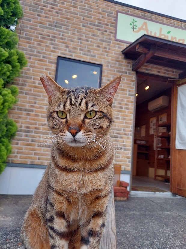 看板猫の佇まい（画像提供：パン工房アウビングさん）