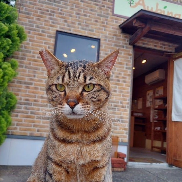 看板猫の佇まい（画像提供：パン工房アウビングさん）