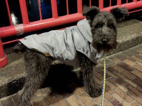 「散歩不要」と宣告されたシュナの子犬　「優しいトレーニングの呪い」が解け、幸せに