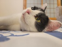 両眼ともきれいに見えている