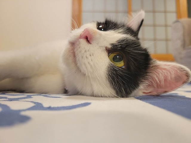 両眼ともきれいに見えている