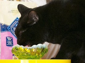 猫から愛される愛猫家　ソリマチアキラさん