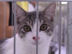 ２日間で保護猫計３００匹を紹介　新宿で「国内最大級」の譲渡会