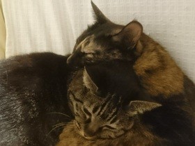 冬こそ、猫と飼い主が一緒に過ごせる居場所を　こたつ以外では…？