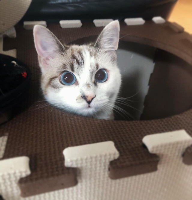 ここからひょっこり顔を出すのがちょっとしたブーム