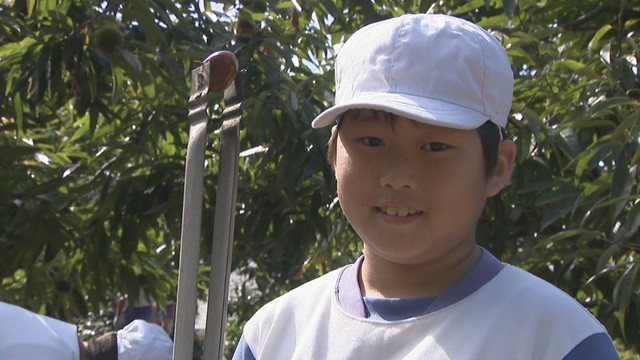 「焼き芋より甘い!」小学生が秋の味覚・栗を収穫 猛暑の影響で“びっクリするほど甘い” 香川・三豊市