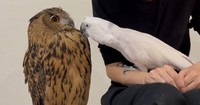 オウムのれいくん（右）がカキカキ返しを待っていても、かぼすちゃんはスルーなのだとか（提供：momozukuさん）