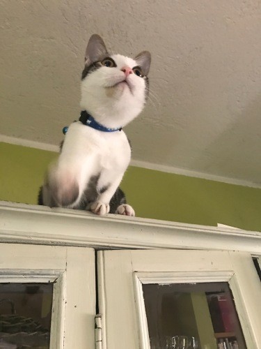 いたずら男子のジージョ。食器棚からジャンプ中