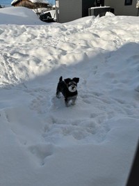 雪が積もったお庭で遊ぶ、くぅちゃん（提供：くぅ さん）