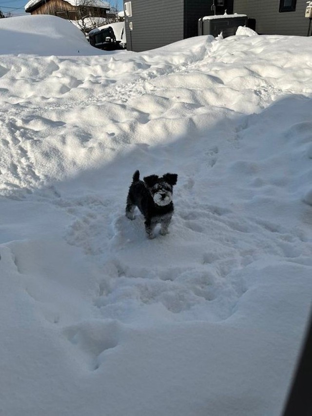 雪が積もったお庭で遊ぶ、くぅちゃん（提供：くぅ さん）